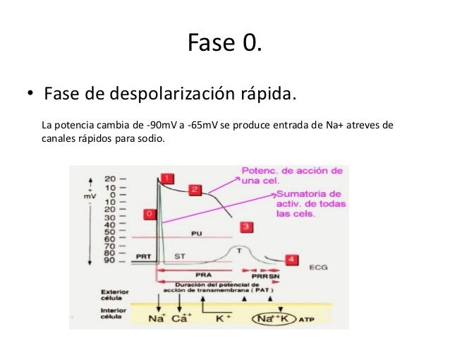 Despolarizacion Y Polarizacion Cardiaca Pdf